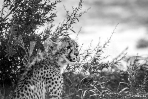 Picture of Young Cheetah starring in black and white